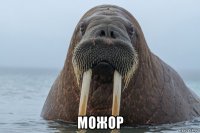  можор
