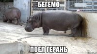 бегемо поел герань