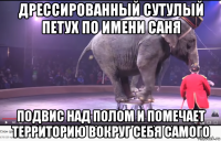 дрессированный сутулый петух по имени саня подвис над полом и помечает территорию вокруг себя самого