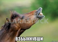  взбыкнувши