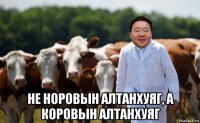  не норовын алтанхуяг, а коровын алтанхуяг