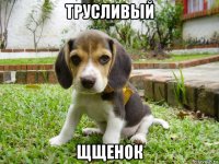 трусливый щщенок