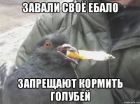 завали своё ебало запрещают кормить голубей