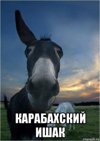  карабахский ишак