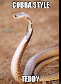 cobra style teddy