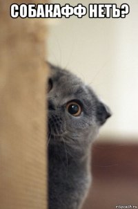 собакафф неть? 