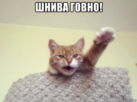 шнива говно! 