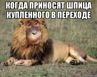 когда приносят шпица купленного в переходе 