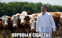  коровы и сщастье