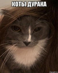 коты дурака 