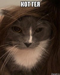 кот гея 