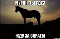 мурик, ты где? жду за сараем