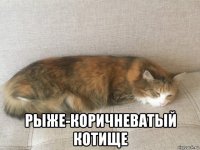  рыже-коричневатый котище