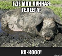 где моя лунная телеега! ко-кооо!