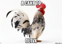 а саня то петух