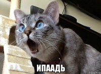  ипаадь