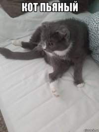 кот пьяный 
