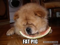  fat pig