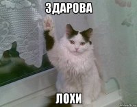 здарова лохи