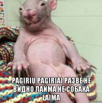  pagirių pagiriai разве не видно лайма не собака laima