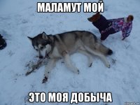 маламут мой это моя добыча
