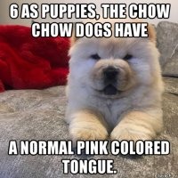 6 as puppies, the chow chow dogs have a normal pink colored tongue.