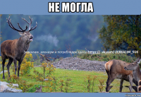 не могла 