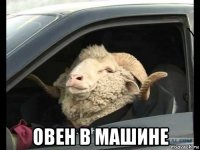  овен в машине