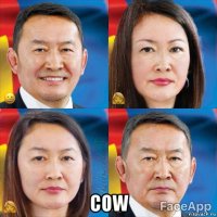  cow