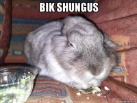bik shungus 