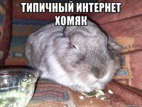 типичный интернет хомяк 