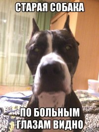 старая собака по больным глазам видно