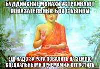 буддийские монахи устраивают показательные бои с быком его надо за рога повалить на землю специальными приемами и отпустить