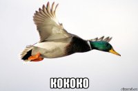  кококо