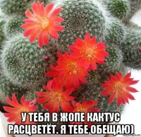  у тебя в жопе кактус расцветёт. я тебе обещаю)
