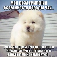 моя доза умиления особенности породы чау... очень часто мы просто привыкли не замечать что-то красивое и действительно невероятное.