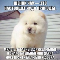 щенки чау — это настоящее чудо природы. милые, забавные, дружелюбные и очаровательные.они дарят море позитива, любви и добра.