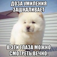 доза умиления зашкаливает в эти глаза можно смотреть вечно.
