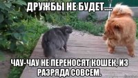 дружбы не будет.... чау-чау не переносят кошек, из разряда совсем.