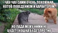 чау-чау сами очень похожи на котов поведением и характером, но лада межу ними не будет...кошка будет против