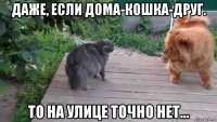 даже, если дома-кошка-друг. то на улице точно нет...