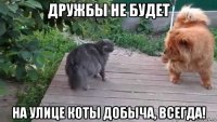 дружбы не будет на улице коты добыча, всегда!