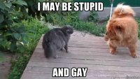i may be stupid and gay