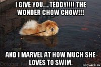 i give you.....teddy!!!! the wonder chow chow!!! and i marvel at how much she loves to swim.