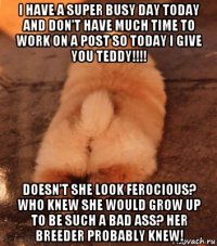 i have a super busy day today and don't have much time to work on a post so today i give you teddy!!!! doesn't she look ferocious? who knew she would grow up to be such a bad ass? her breeder probably knew!