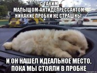 с таким малышом-антидепрессантом никакие пробки не страшны. и он нашел идеальное место, пока мы стояли в пробке
