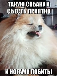 такую собаку и съесть приятно и ногами побить!