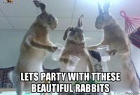  lets party with tthese beautiful rabbits