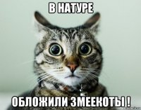 в натуре обложили змеекоты !