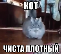 кот чиста плотный